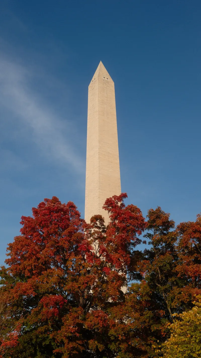 A tall white obelisk rising above trees in red autumn color against a blue sky.